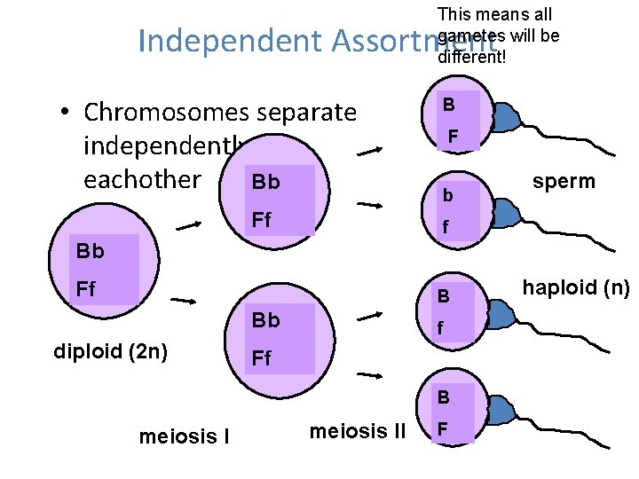 This means all gametes will be different! Independent Assortment • Chromosomes separate independently of