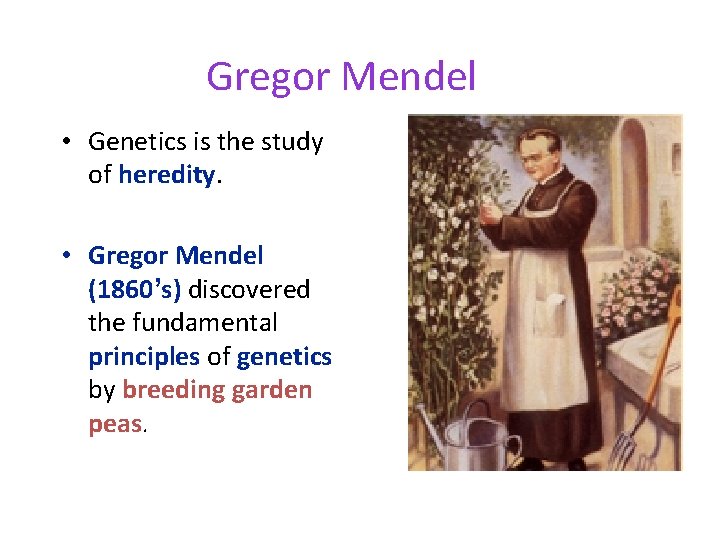 Gregor Mendel • Genetics is the study of heredity. • Gregor Mendel (1860’s) discovered