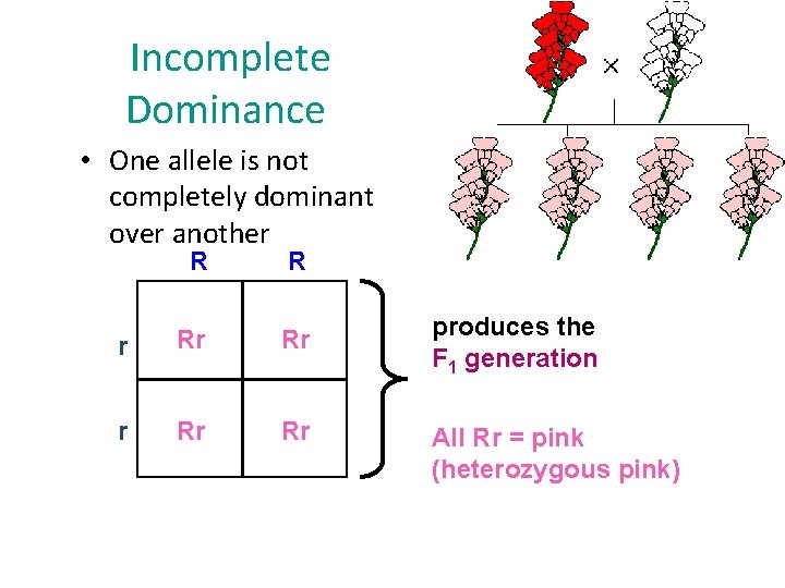 Incomplete Dominance • One allele is not completely dominant over another R R r