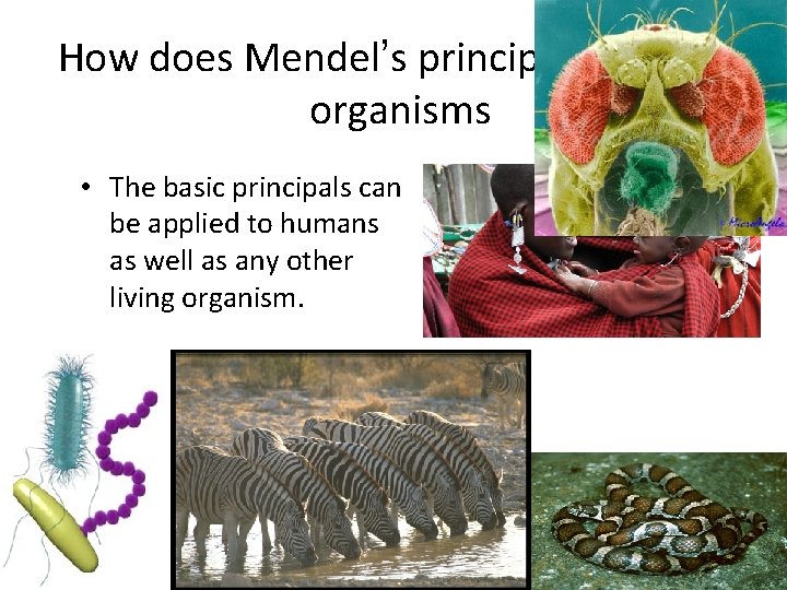 How does Mendel’s principles apply to organisms • The basic principals can be applied