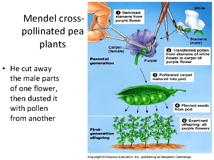 Mendel crosspollinated pea plants • He cut away the male parts of one flower,