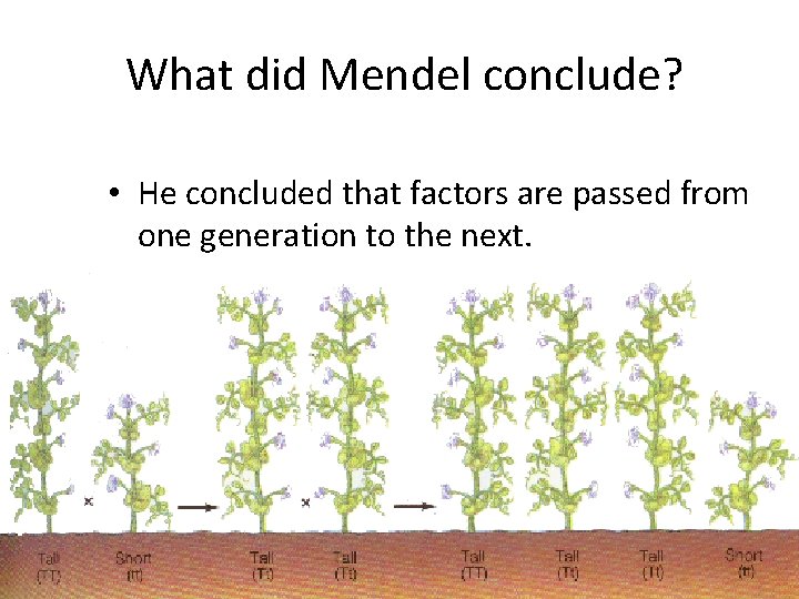 What did Mendel conclude? • He concluded that factors are passed from one generation