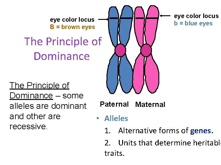 eye color locus b = blue eyes eye color locus B = brown eyes