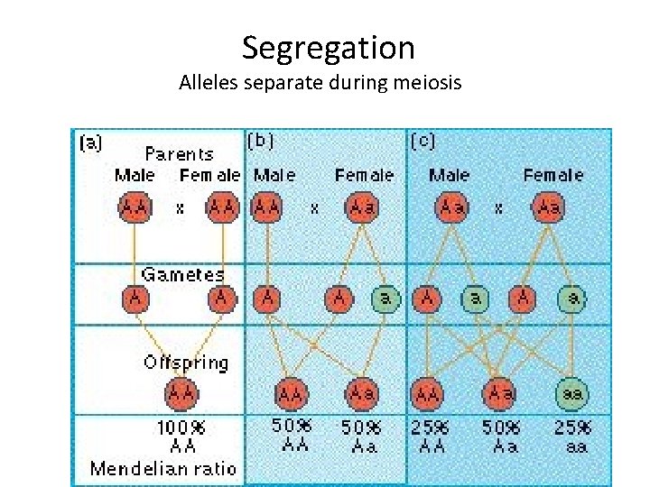 Segregation Alleles separate during meiosis 