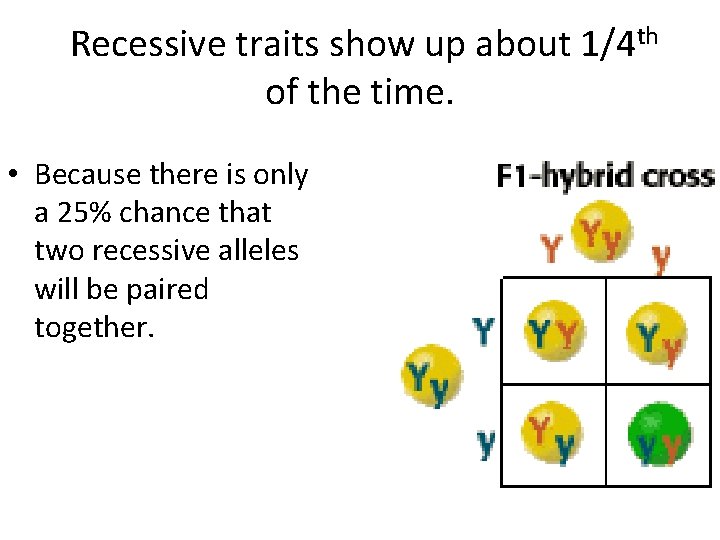 Recessive traits show up about 1/4 th of the time. • Because there is