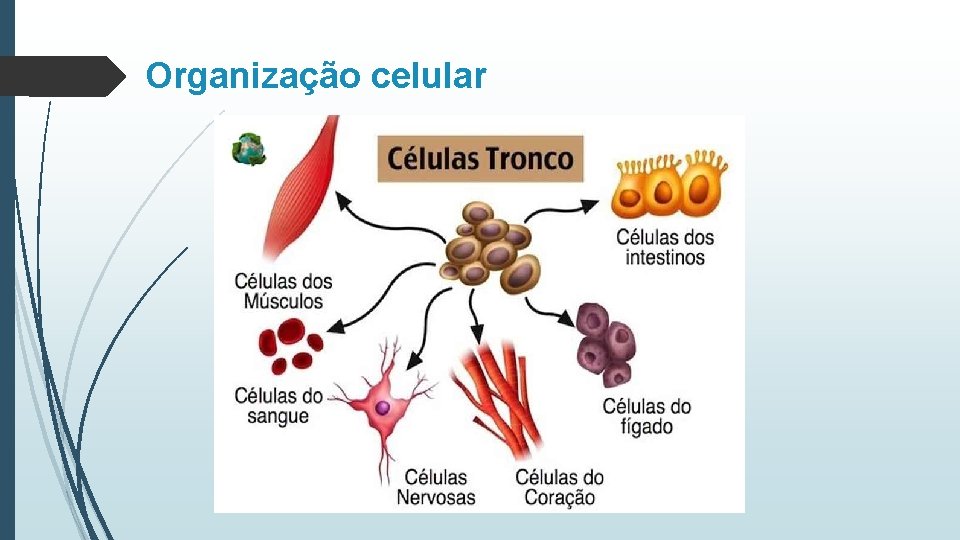 Organização celular 