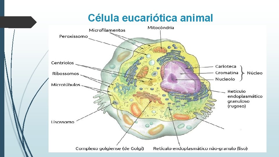Célula eucariótica animal 