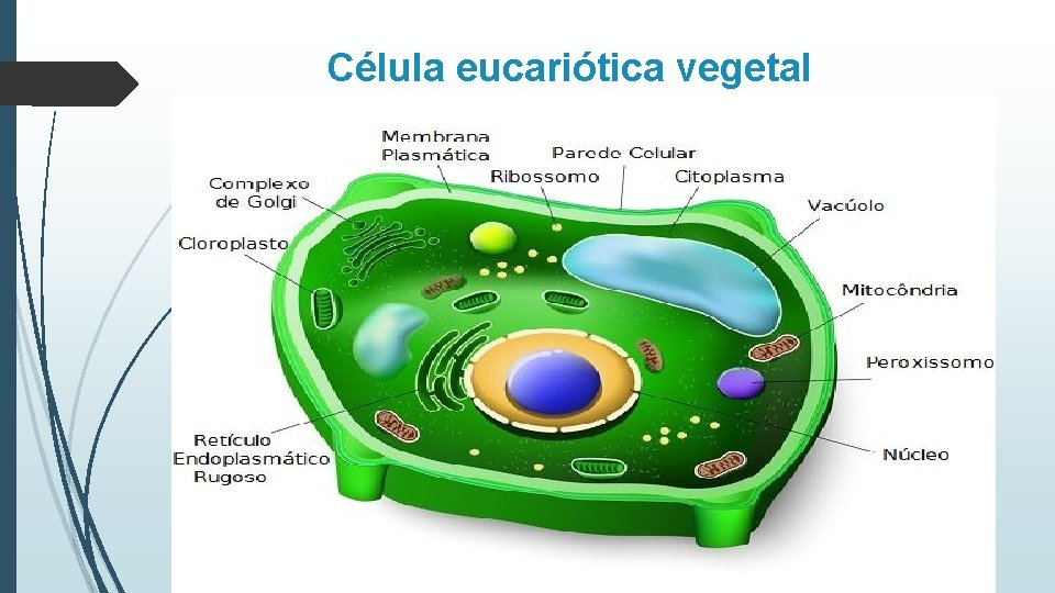 Célula eucariótica vegetal 