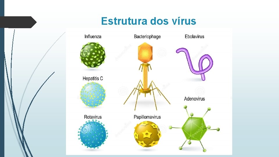 Estrutura dos vírus 