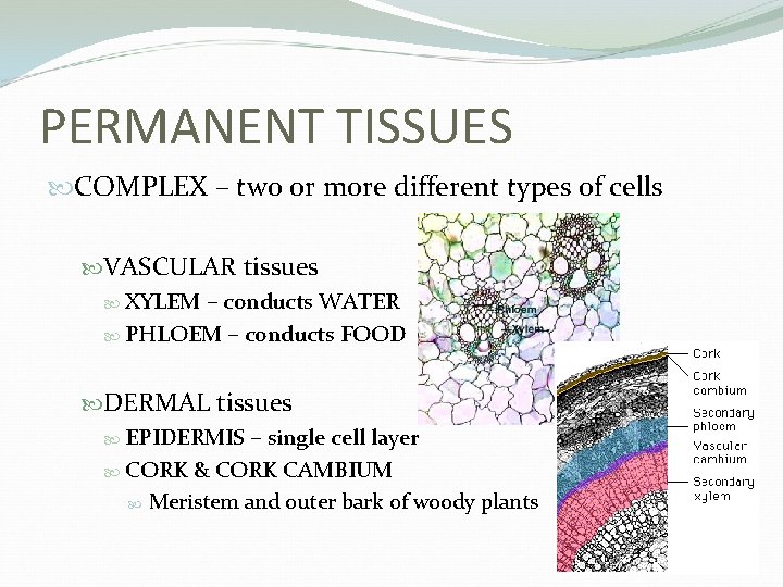 PERMANENT TISSUES COMPLEX – two or more different types of cells VASCULAR tissues XYLEM