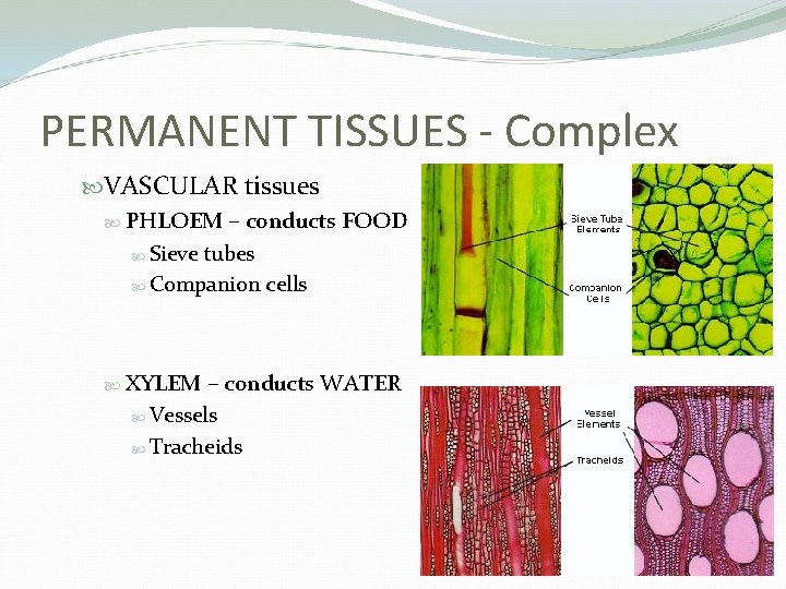 PERMANENT TISSUES - Complex VASCULAR tissues PHLOEM – conducts FOOD Sieve tubes Companion cells