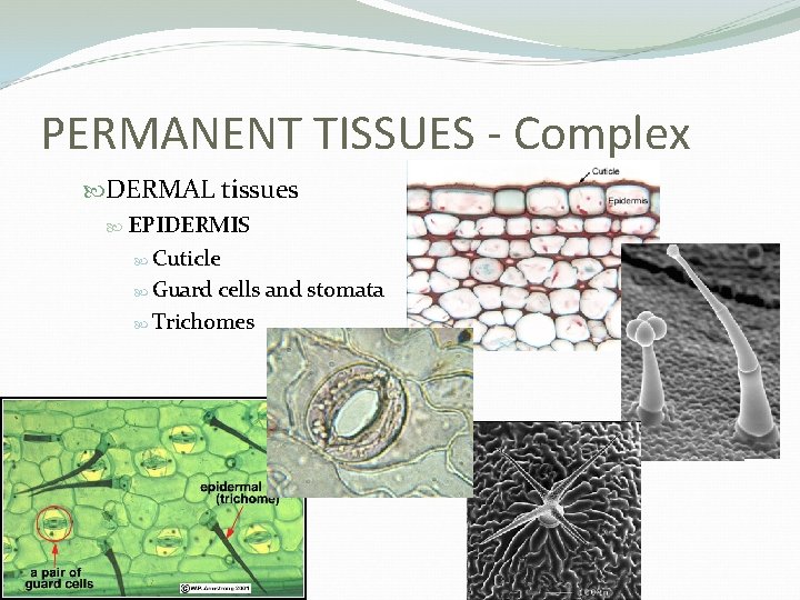 PERMANENT TISSUES - Complex DERMAL tissues EPIDERMIS Cuticle Guard cells and stomata Trichomes 