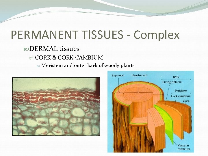 PERMANENT TISSUES - Complex DERMAL tissues CORK & CORK CAMBIUM Meristem and outer bark