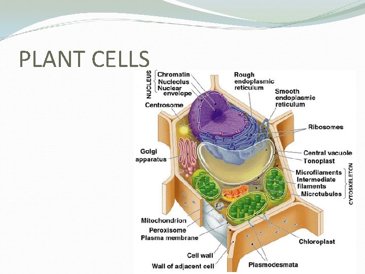 PLANT CELLS 