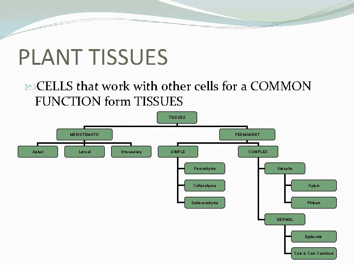 PLANT TISSUES CELLS that work with other cells for a COMMON FUNCTION form TISSUES