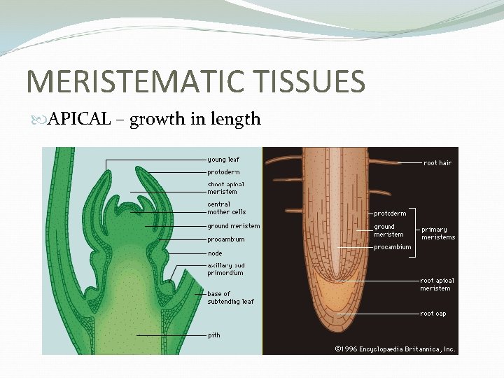 MERISTEMATIC TISSUES APICAL – growth in length 