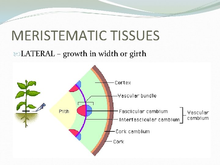 MERISTEMATIC TISSUES LATERAL – growth in width or girth 