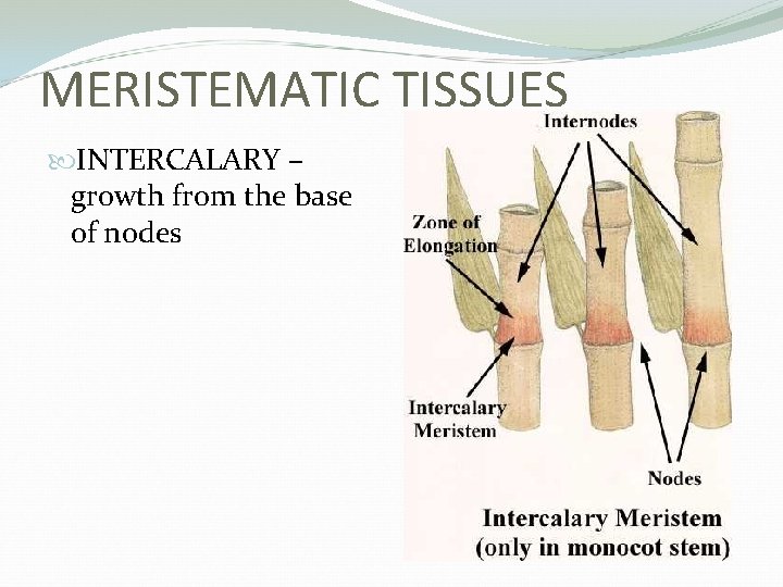 MERISTEMATIC TISSUES INTERCALARY – growth from the base of nodes 