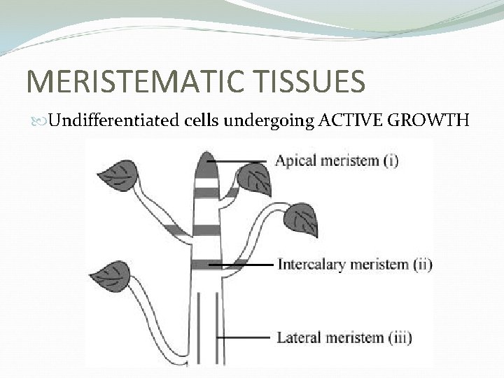 MERISTEMATIC TISSUES Undifferentiated cells undergoing ACTIVE GROWTH 