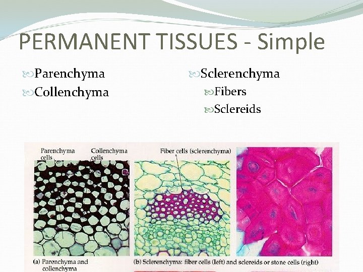 PERMANENT TISSUES - Simple Parenchyma Collenchyma Sclerenchyma Fibers Sclereids 