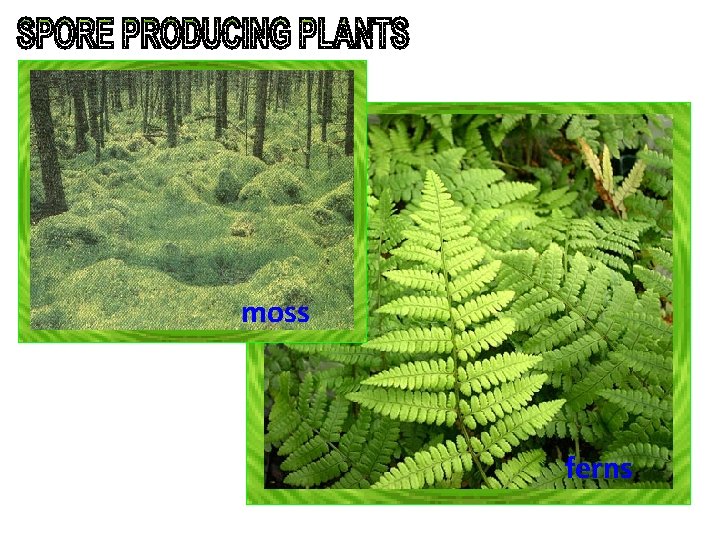 moss ferns moss ferns