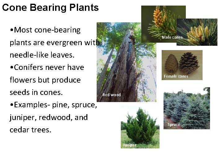 Cone Bearing Plants • Most cone-bearing plants are evergreen with needle-like leaves. • Conifers Cone Bearing Plants • Most cone-bearing plants are evergreen with needle-like leaves. • Conifers