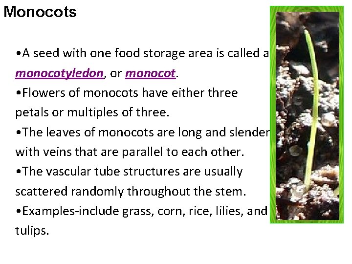 Monocots • A seed with one food storage area is called a monocotyledon, or Monocots • A seed with one food storage area is called a monocotyledon, or