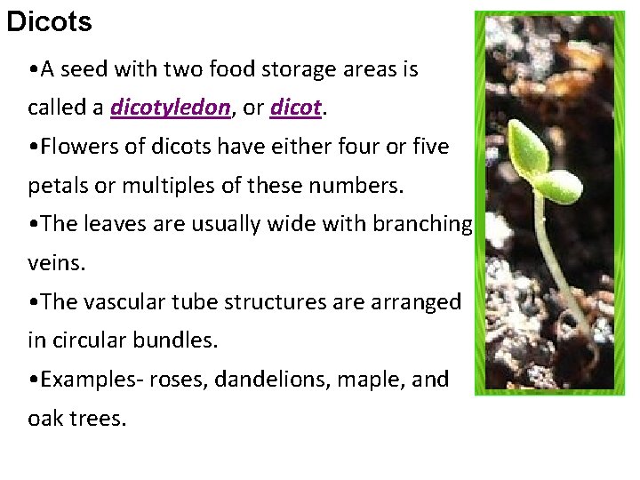 Dicots • A seed with two food storage areas is called a dicotyledon, or Dicots • A seed with two food storage areas is called a dicotyledon, or