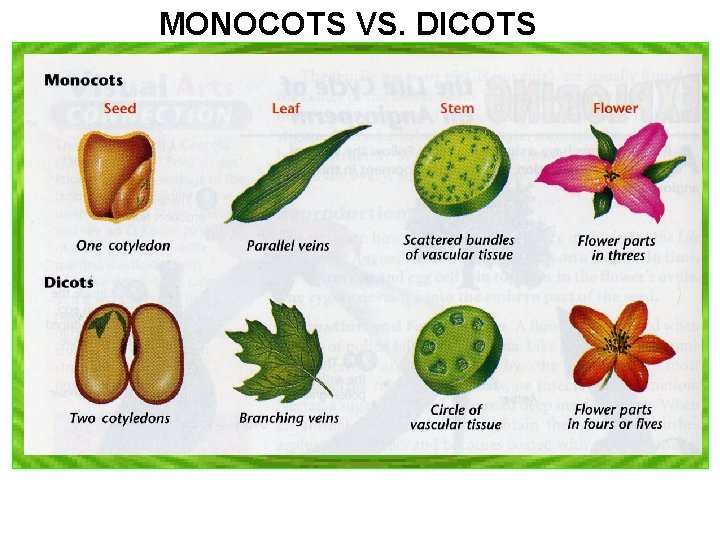 MONOCOTS VS. DICOTS MONOCOTS VS. DICOTS
