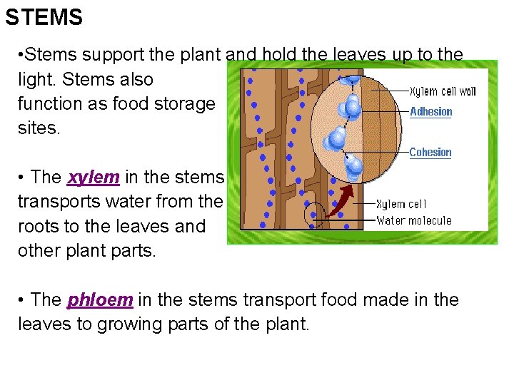STEMS • Stems support the plant and hold the leaves up to the light. STEMS • Stems support the plant and hold the leaves up to the light.