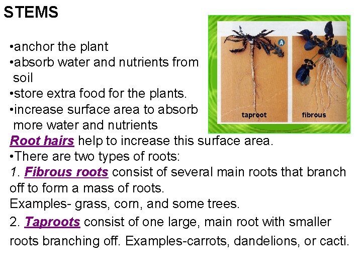 STEMS • anchor the plant • absorb water and nutrients from soil • store STEMS • anchor the plant • absorb water and nutrients from soil • store