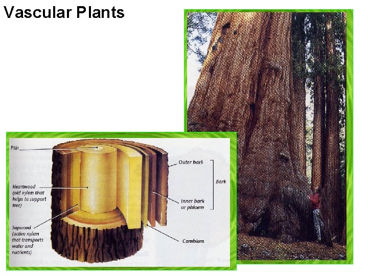 Vascular Plants Vascular Plants