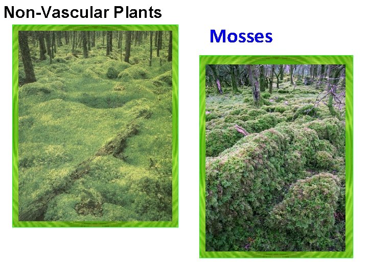 Non-Vascular Plants Mosses Non-Vascular Plants Mosses