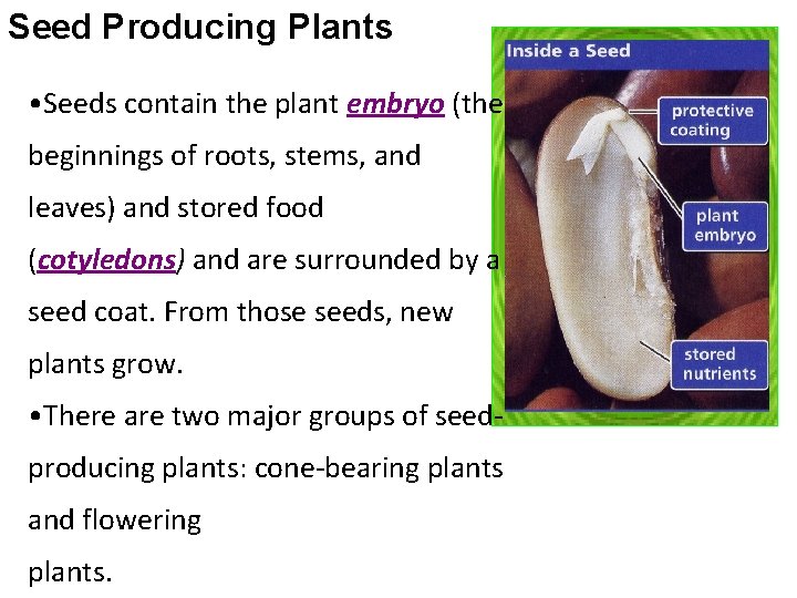 Seed Producing Plants • Seeds contain the plant embryo (the beginnings of roots, stems, Seed Producing Plants • Seeds contain the plant embryo (the beginnings of roots, stems,