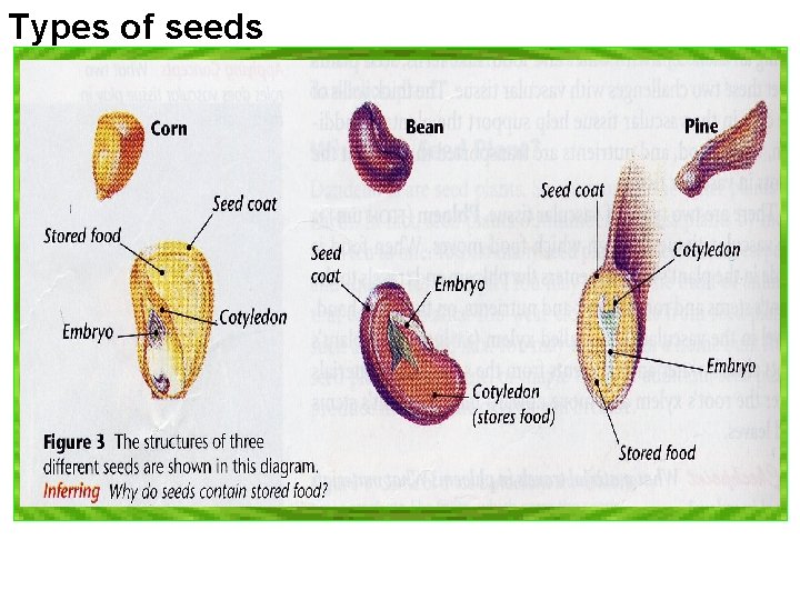 Types of seeds Types of seeds