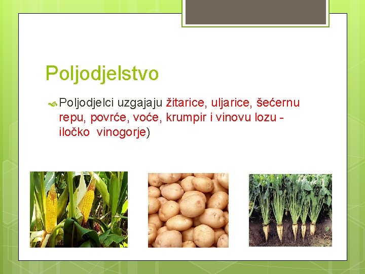 Poljodjelstvo Poljodjelci uzgajaju žitarice, uljarice, šećernu repu, povrće, voće, krumpir i vinovu lozu iločko