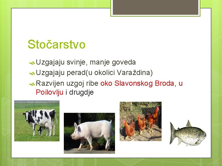 Stočarstvo Uzgajaju svinje, manje goveda Uzgajaju perad(u okolici Varaždina) Razvijen uzgoj ribe oko Slavonskog