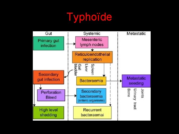 Typhoïde 