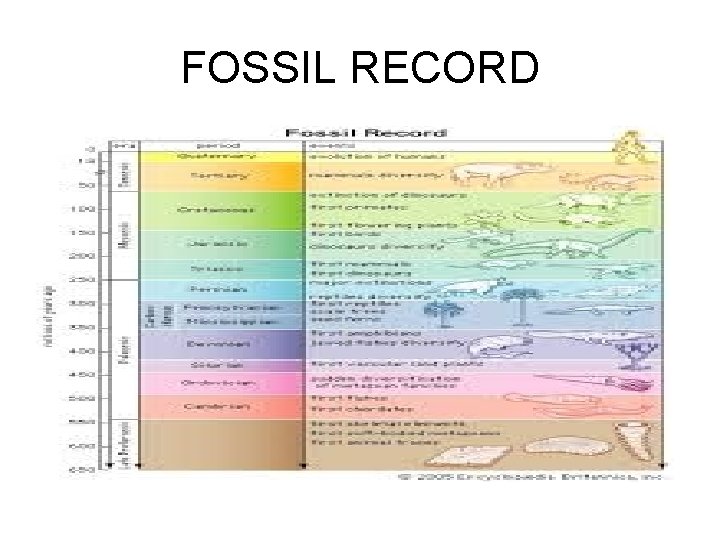 FOSSIL RECORD 