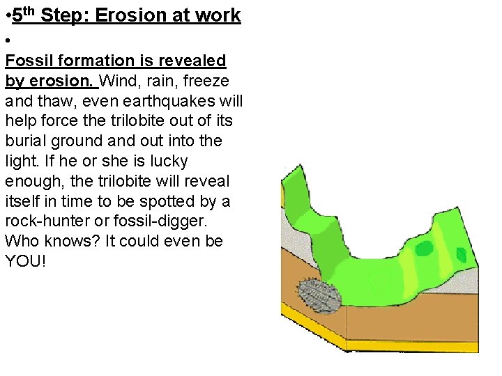  • 5 th Step: Erosion at work • Fossil formation is revealed by