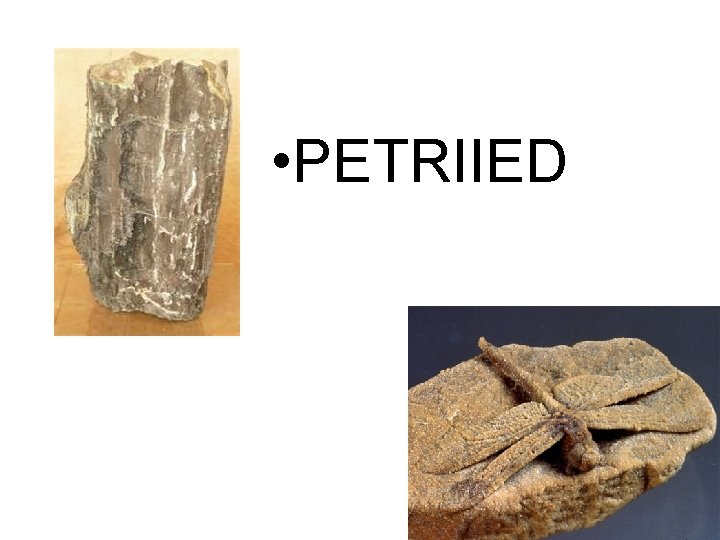  • PETRIIED 