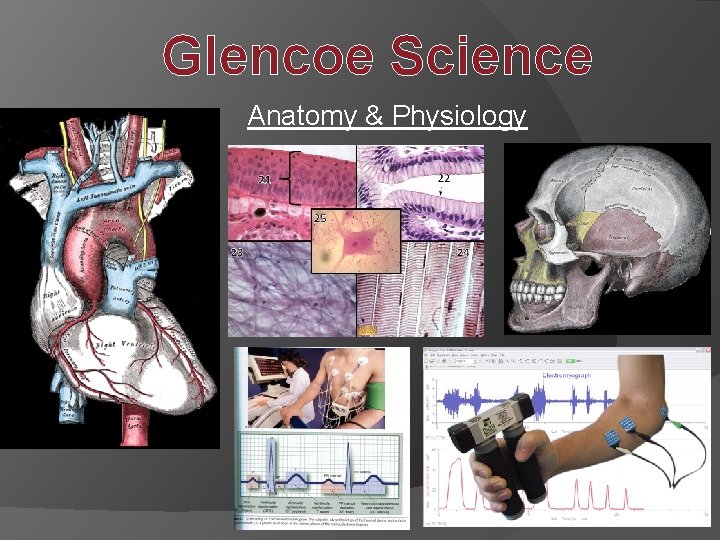 Glencoe Science Anatomy & Physiology 