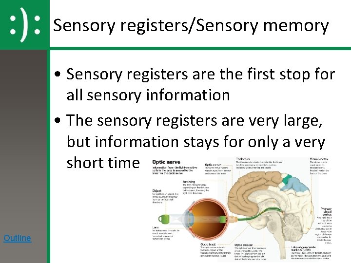 Sensory registers/Sensory memory • Sensory registers are the first stop for all sensory information