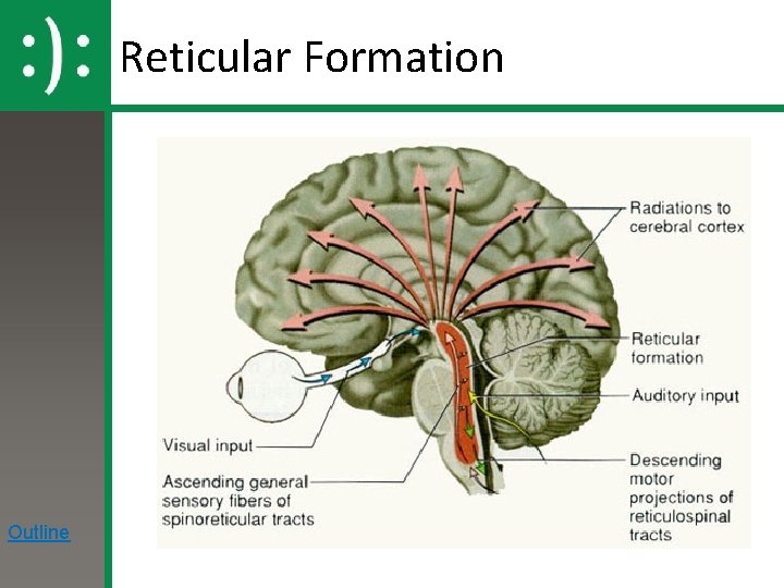 Reticular Formation Outline 