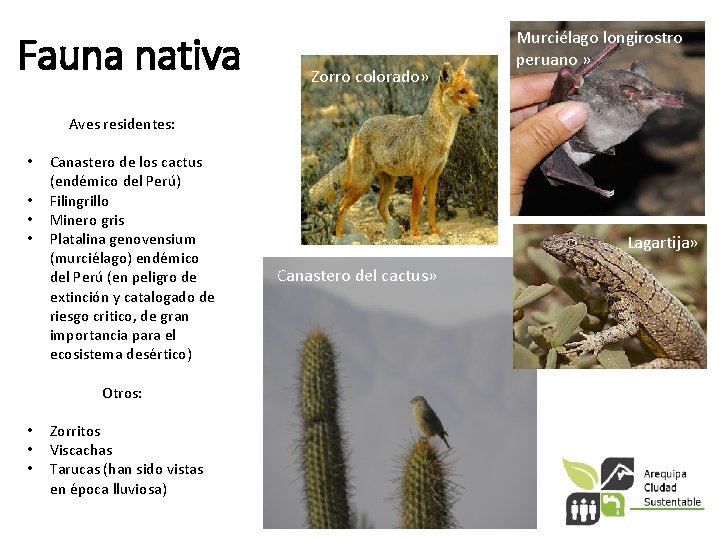 Fauna nativa Zorro colorado» Murciélago longirostro peruano » Aves residentes: • • Canastero de