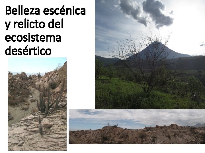 Belleza escénica y relicto del ecosistema desértico 