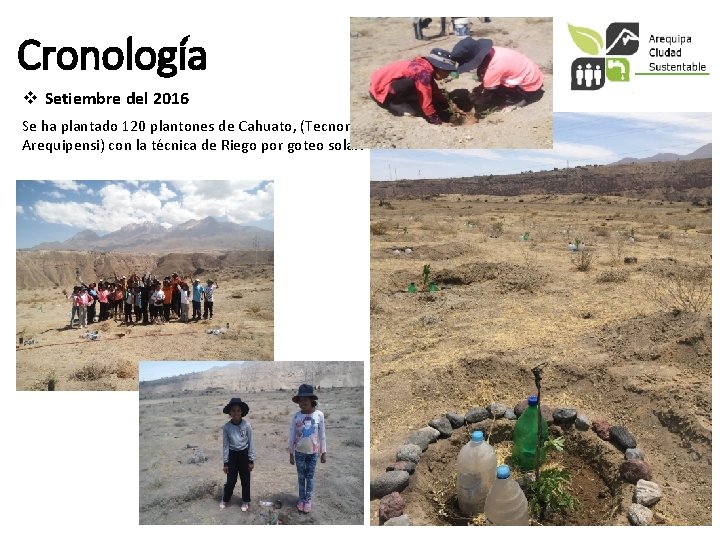 Cronología v Setiembre del 2016 Se ha plantado 120 plantones de Cahuato, (Tecnoma Arequipensi)