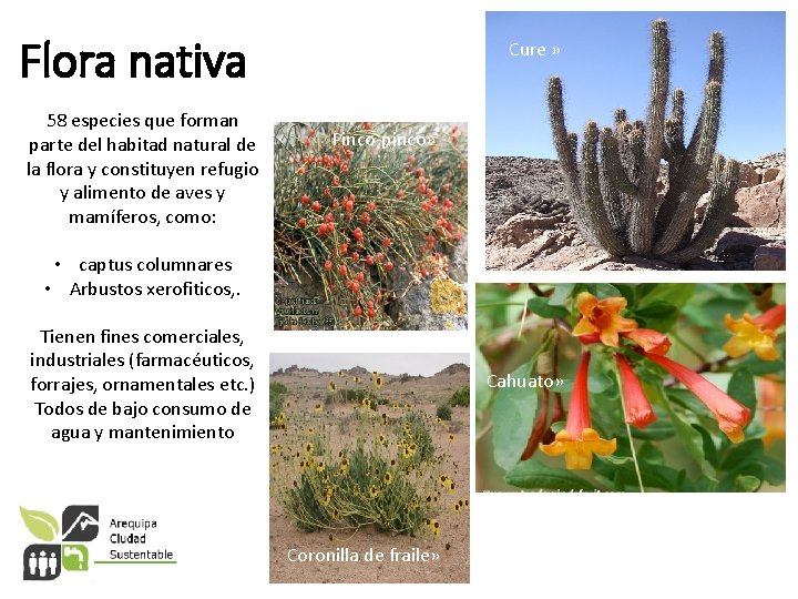 Flora nativa 58 especies que forman parte del habitad natural de la flora y