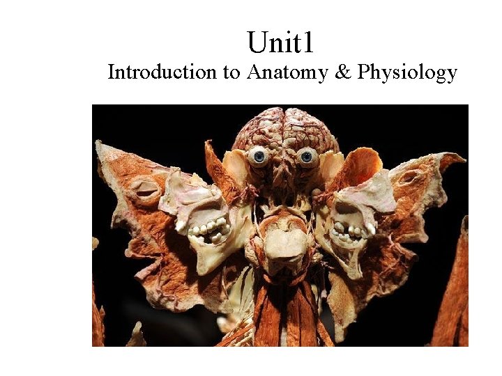 Unit 1 Introduction to Anatomy & Physiology 