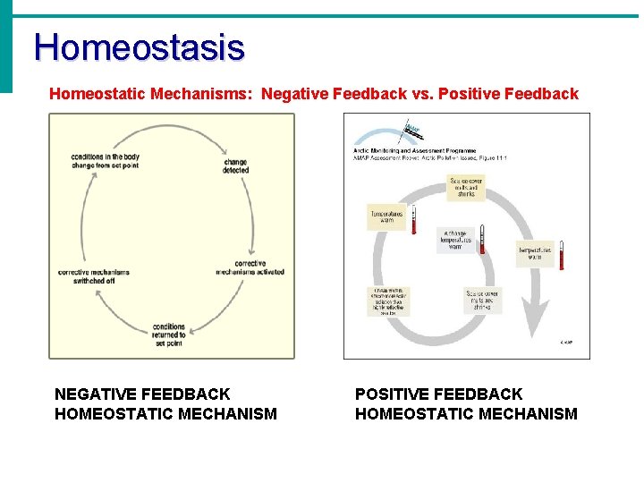 Homeostasis Homeostatic Mechanisms: Negative Feedback vs. Positive Feedback NEGATIVE FEEDBACK HOMEOSTATIC MECHANISM POSITIVE FEEDBACK